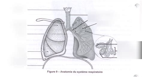 Syst Me Respiratoire Diagram Quizlet