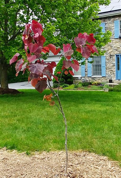 Buy Forest Pansy Purple Leaf Redbud Tree - FREE SHIPPING - 2 Gallon Size For Sale Online From ...