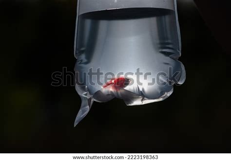 Goldfish Plastic Bag Fish Pet Store Stock Photo Shutterstock