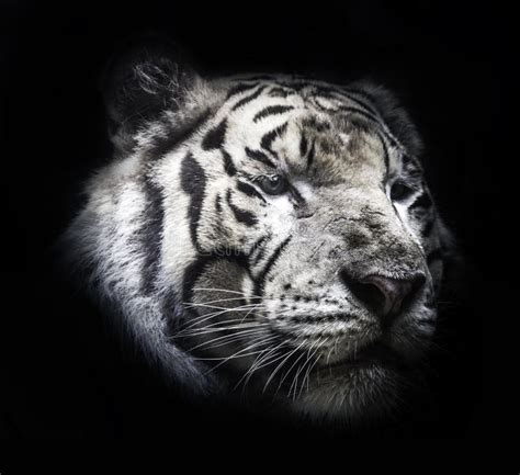 Fierce Tiger Ground Black Background a Beautiful Light Stock Photo ...