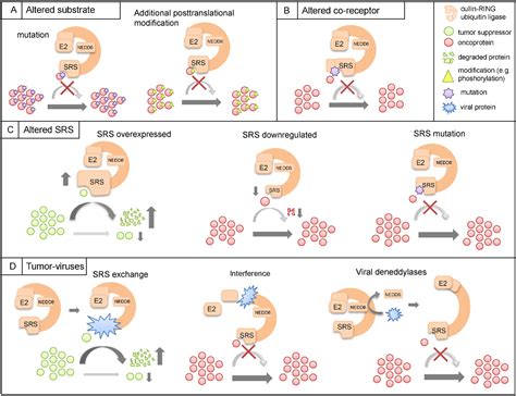 Figure From Deregulation Of The Cop Signalosome Cullin Ring