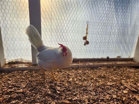 White Leghorn Chicken Breed The Ultimate Guide