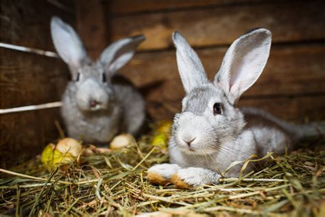 What Can You Line A Rabbit Hutch With Quite A Few Things Actually