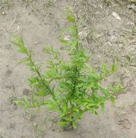 Sunduri Well Watered Sinduri Pomegranate Plants For Garden At Rs 350