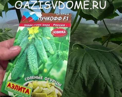 Огурцы: 20 лучших сортов для теплиц и открытого грунта Сибири с их ...