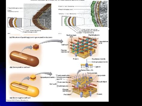 Chapter Functional Anatomy Of Prokaryotic And Eukaryotic