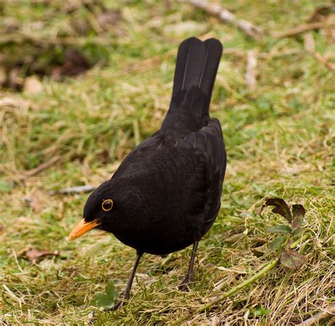 Rspb Birds Abracadabra