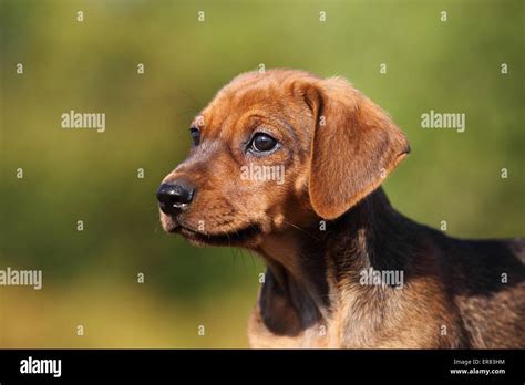 German Pinscher Puppy Stock Photo - Alamy