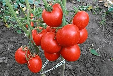 Сорт томата Толстой: описание, характеристика