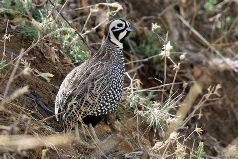 Codorna De Montezuma - Codorniz de Moctezuma (grupo montezumae) - eBird