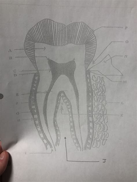 Label the tooth- part 2 Diagram | Quizlet