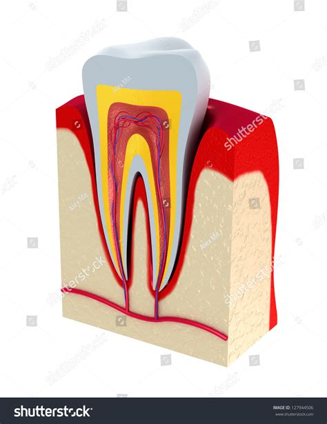 Section Of The Tooth Pulp With Nerves And Blood Vessels Stock Photo