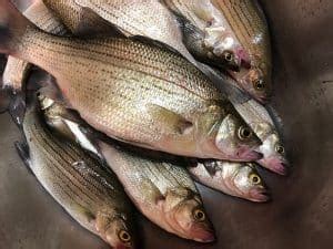 Hybrid Bass Fish Species Guide Badangling