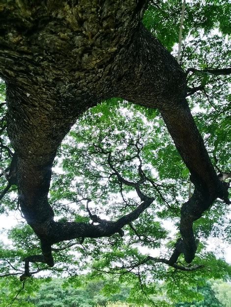 Vista de baixo ângulo de árvores na floresta Foto Premium