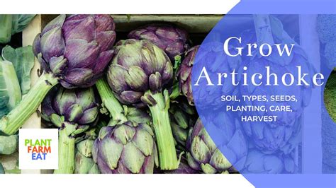 How To Grow Artichokes From Seeds To Harvest Youtube