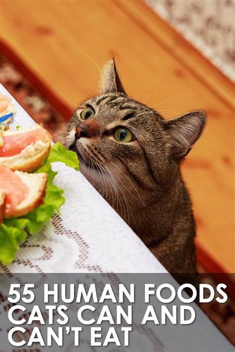 Healthy Food Options For Cats