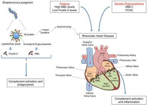 Rheumatic Fever Rf And Its Most Severe Sequel Chronic Rheumatic Heart Download Scientific