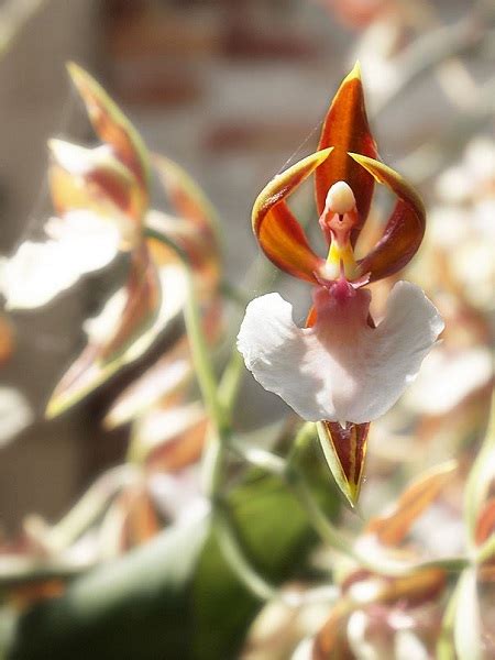 Rare And Weird Flowers That Look Like Something Else Around The