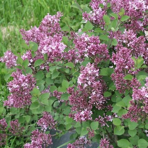 Bloomerang Dwarf Purple Lilac Proven Winners Colorchoice Flowering