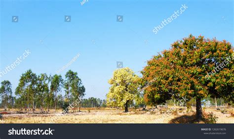 White Meranti Flowers Shorea Tree Shorea Stock Photo 1262619676 | Shutterstock