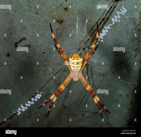 Orb Web Spider Argiope Keyserlingi From Hook Island Queensland