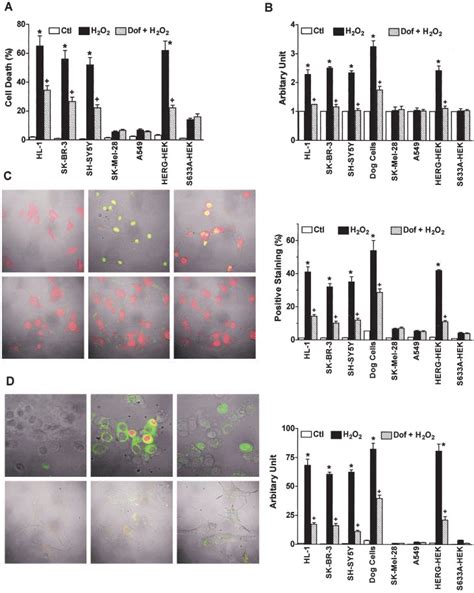 Promotion Of H 2 O 2 Induced Apoptosis In Various Tumor Cells By Herg