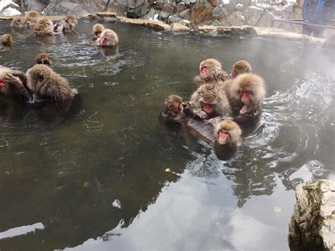 Premium Photo Japanese Macaques Bathing In Hot Spring