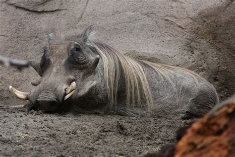 Dvids News Roaring Fun With San Diego Zoo