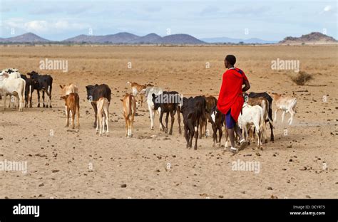 Maasai herding cattle hi-res stock photography and images - Alamy