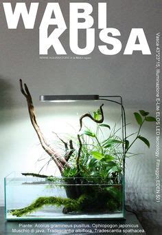 Wabi Kusa Ideas Planted Aquarium Aquascape Indoor Water Garden