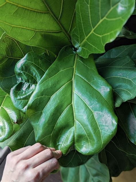 How To Care For A Fiddle Leaf Fig Plant The Complete Care Guide Fig