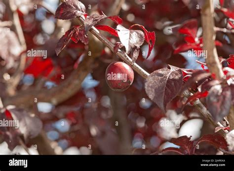 Italy Lombardy Cherry Plum Or Myrobalan Plum Fruit Prunus Cerasifera