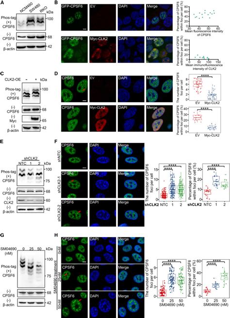 Cpsf Regulates Alternative Polyadenylation And Proliferation Of Cancer