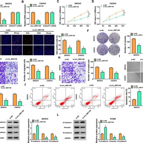 Circ Functioned As An Oncogenic Factor In Oc Cells