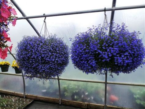 8 красивых ампельных растений для сада | Flor de jardinagem, Jardim ...