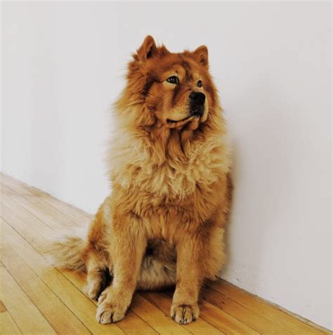 Golden Chow (Golden Retriever & Chow Chow Mix): Info, Pictures, Characteristics & Facts | Hepper ...