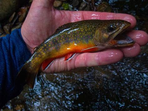 Appalachian Brook Trout Stock Photos Pictures And Royalty Free Images