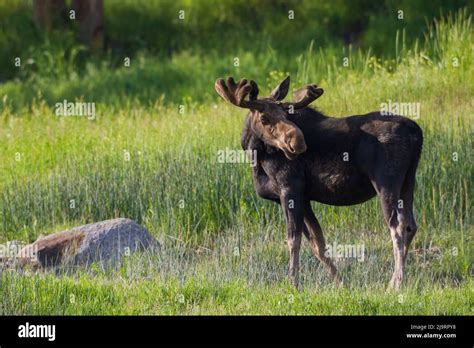 Bull moose, velvet antlers Stock Photo - Alamy