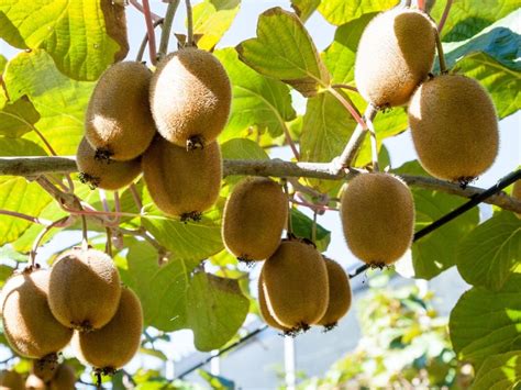 Kiwi Fruit Harvest - When And How To Pick A Kiwi | Gardening Know How