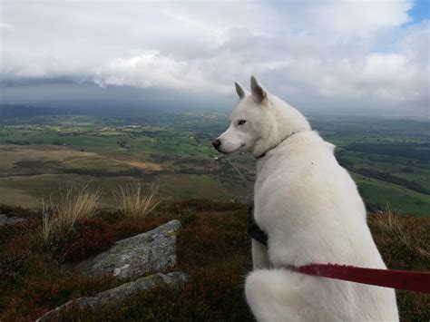 Harry the husky in the Lake District : r/husky