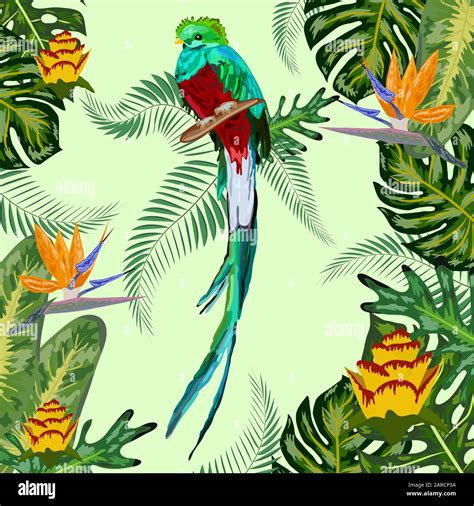 Quetzal Vector Imágenes Vectoriales De Stock Alamy