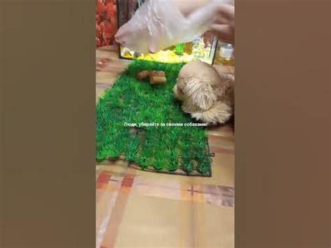 Люди, убирайте за своими собаками!🐶💩 - YouTube