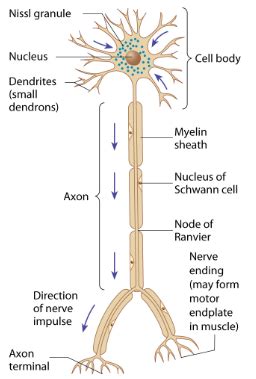 3 6 2 Nervous Coordination Flashcards Quizlet