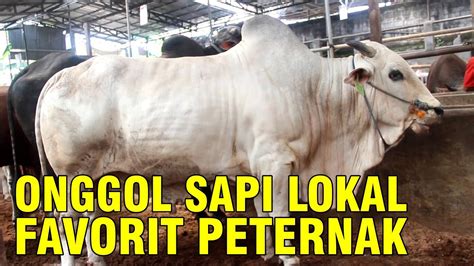 Fakta Unik Sapi Ongole Favorit Peternak YouTube