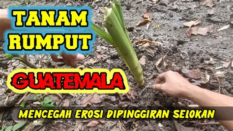 Tanam Rumput Guatemala Pencegah Erosi Youtube