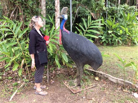 Worlds First Cassowary Trail By CASSOWARY TRAIL Pozible 49 OFF