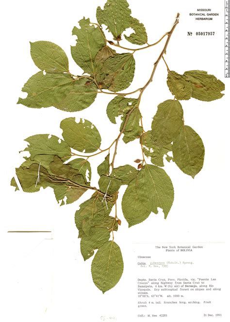 Celtis Brasiliensis Herb Rio Rapid Reference The Field Museum