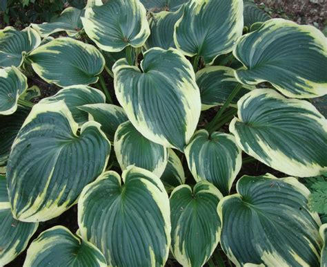 Top Ten Hostas For The Moment — Enchanted Gardens