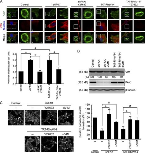 Suppression Of Vimentin Filaments By Fak Facilitates The Assembly Of