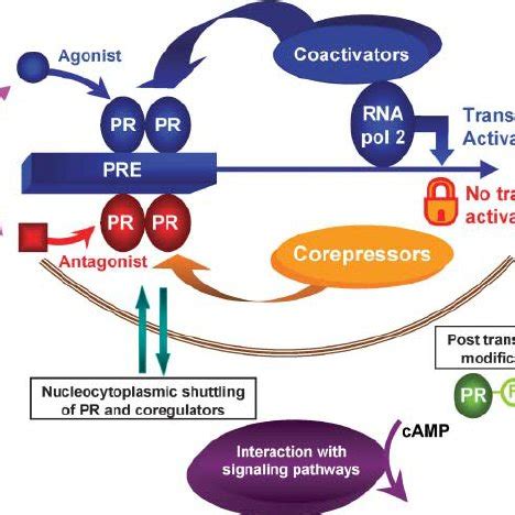 Activation of the progesterone receptor (PR) by progesterone receptor ...